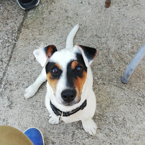 Mr.Pet spletna trgovina