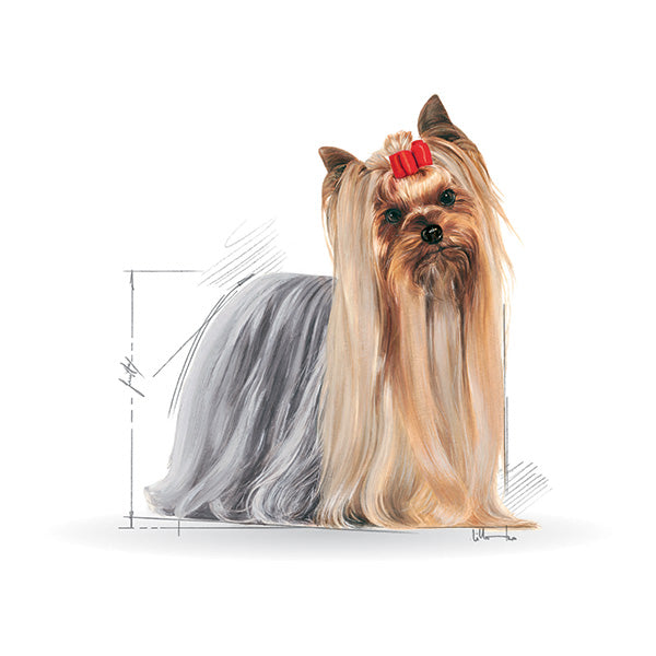 Royal Canin Yorkshire Terrier Adult - 500 g (3)