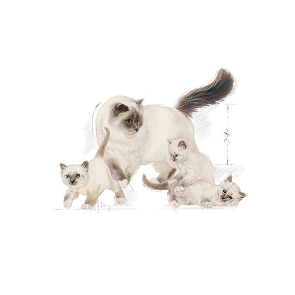 Royal Canin Mother & Babycat - 400 g (3)