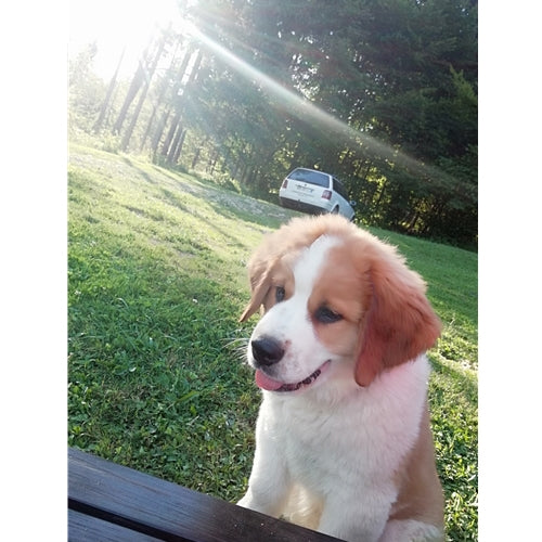 Mr.Pet spletna trgovina