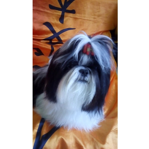Mr.Pet spletna trgovina