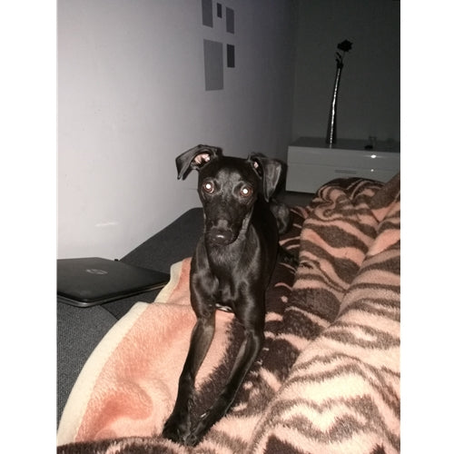 Mr.Pet spletna trgovina