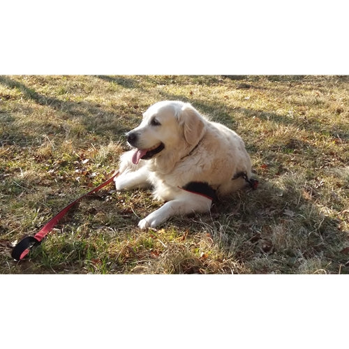 Mr.Pet spletna trgovina