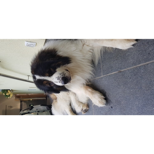 Mr.Pet spletna trgovina