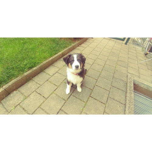 Mr.Pet spletna trgovina