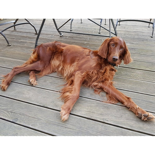 Mr.Pet spletna trgovina