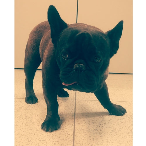 Mr.Pet spletna trgovina