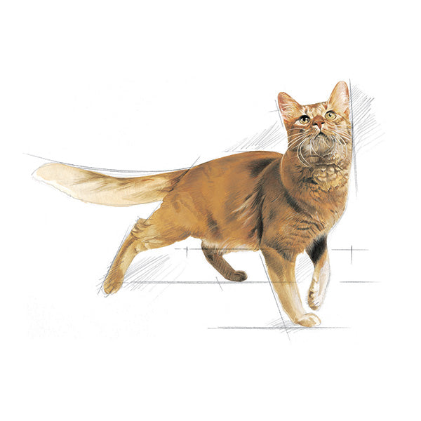 Royal Canin Fit - 400 g (3)