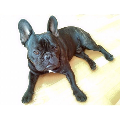Mr.Pet spletna trgovina