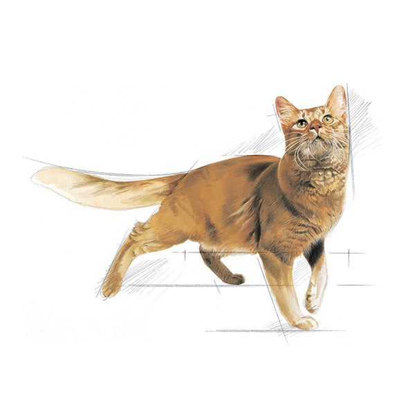Royal Canin Fit - 2 kg (3)