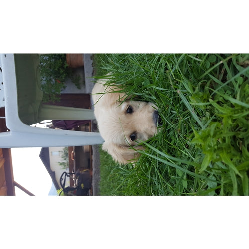 Mr.Pet spletna trgovina