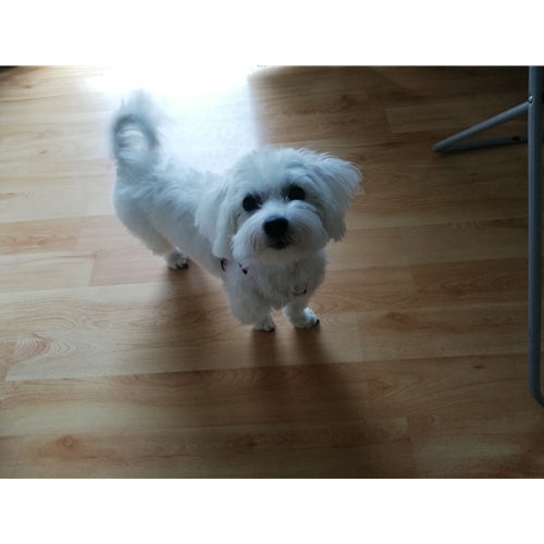 Mr.Pet spletna trgovina
