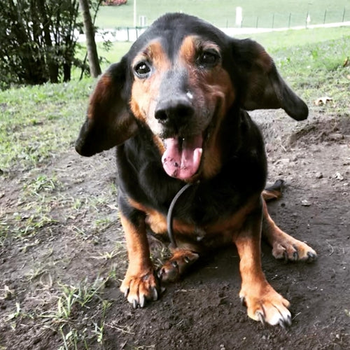 Mr.Pet spletna trgovina