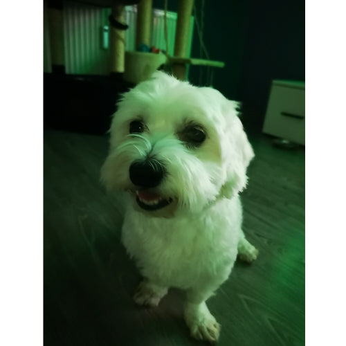 Mr.Pet spletna trgovina