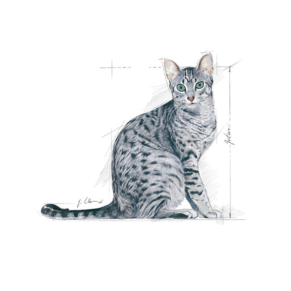 Royal Canin Indoor - 2 kg (3)