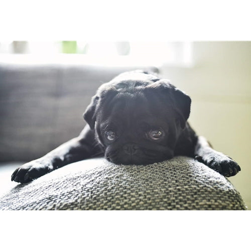 Mr.Pet spletna trgovina