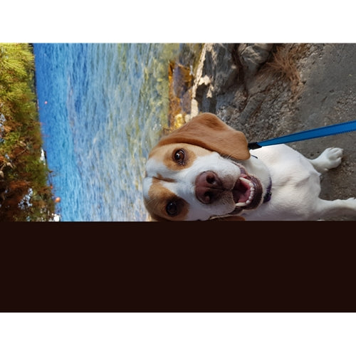 Mr.Pet spletna trgovina