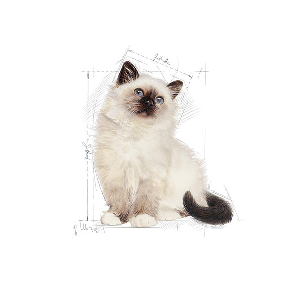 Royal Canin Kitten - 400 g (3)