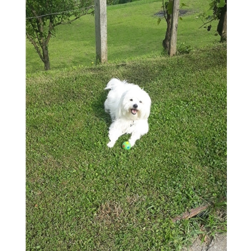 Spletna trgovina Mr.Pet