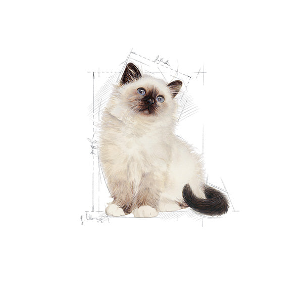 Royal Canin Kitten - 4 kg (3)