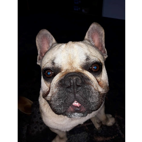 Mr.Pet spletna trgovina
