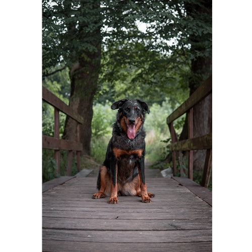Mr.Pet spletna trgovina