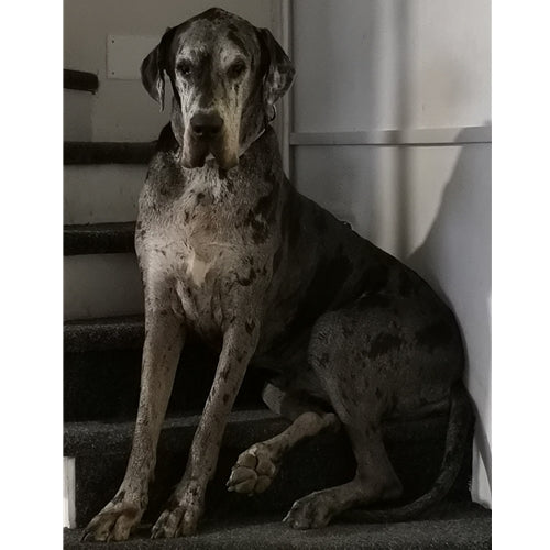 Mr.Pet spletna trgovina