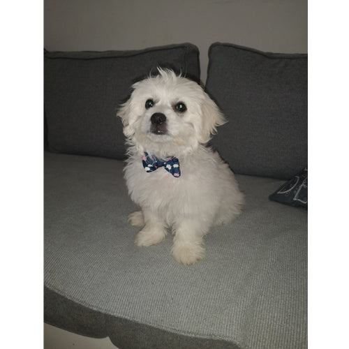 Mr.Pet spletna trgovina