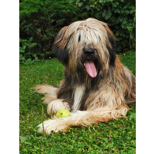 Mr.Pet spletna trgovina