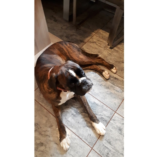 Mr.Pet spletna trgovina