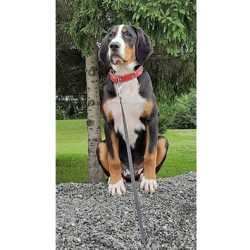 Mr.Pet spletna trgovina