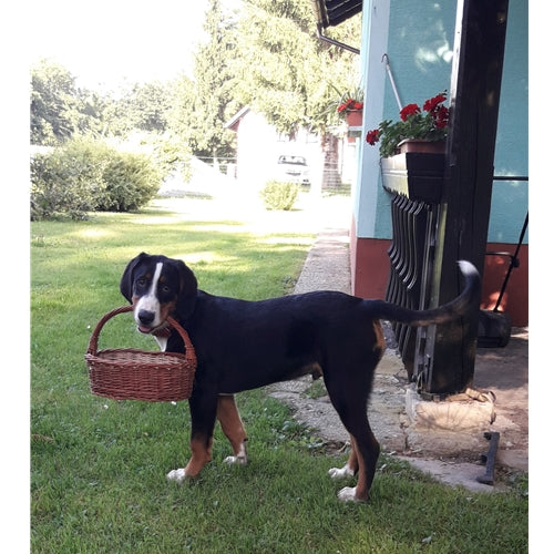 Mr.Pet spletna trgovina