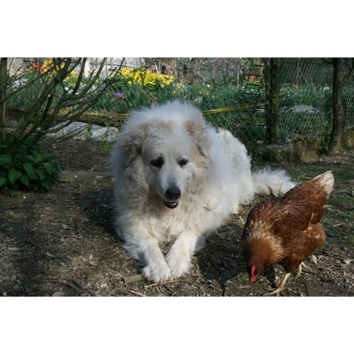 Mr.Pet spletna trgovina