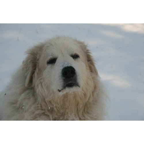 Mr.Pet spletna trgovina
