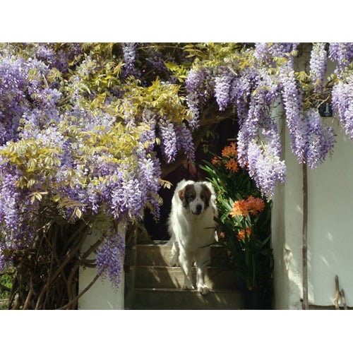 Mr.Pet spletna trgovina