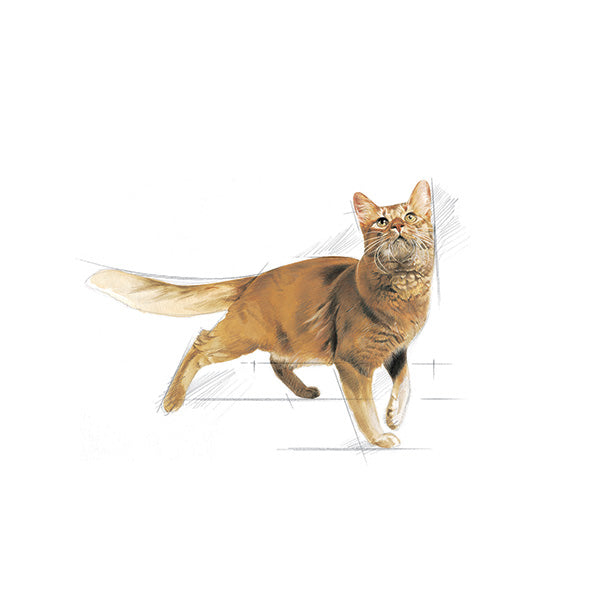 Royal Canin Fit - 10 kg (3)