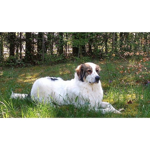 Mr.Pet spletna trgovina