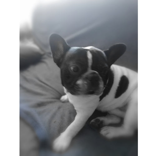 Mr.Pet spletna trgovina