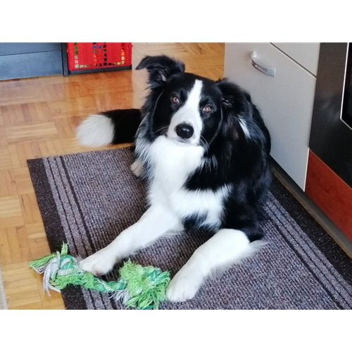 Mr.Pet spletna trgovina
