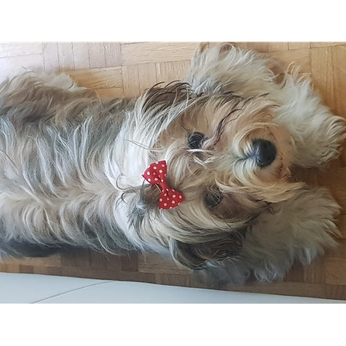 Mr.Pet spletna trgovina