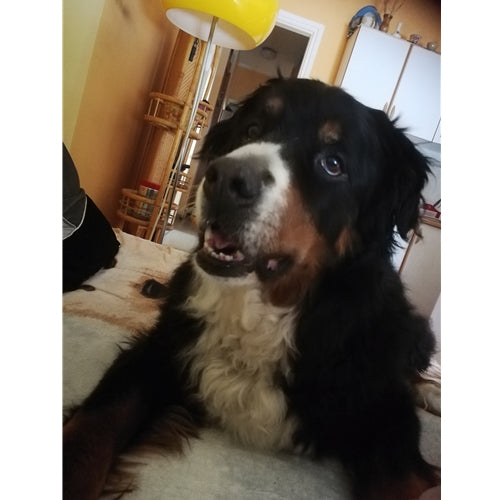 Mr.Pet spletna trgovina