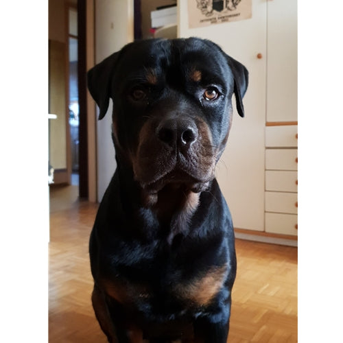 Mr.Pet spletna trgovina