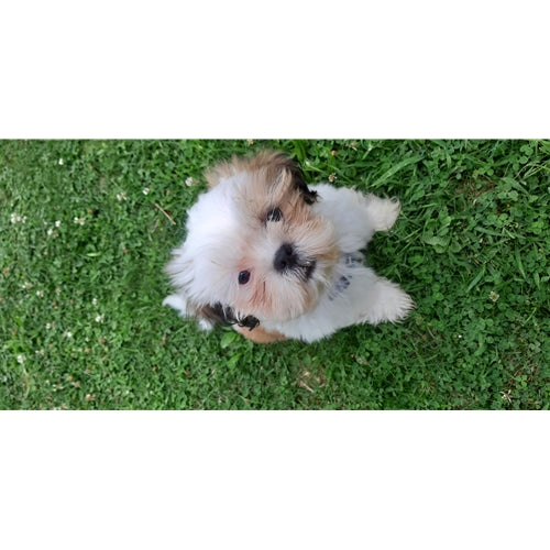 Mr.Pet spletna trgovina
