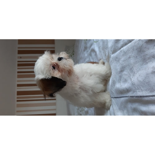 Mr.Pet spletna trgovina