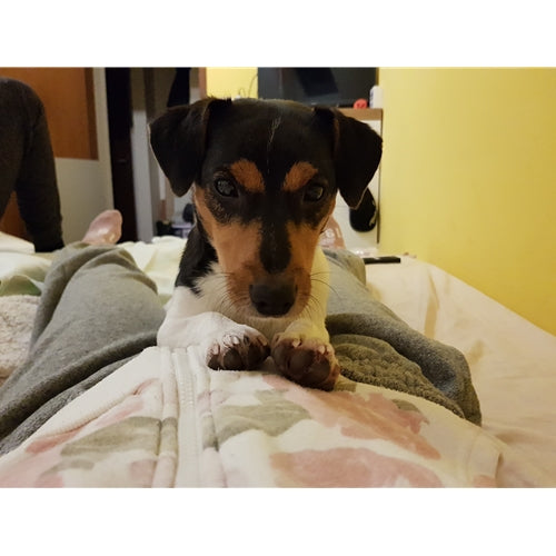 Mr.Pet spletna trgovina