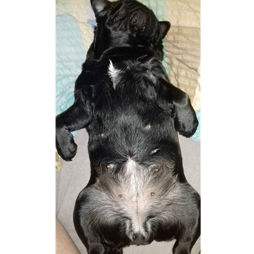 Mr.Pet spletna trgovina