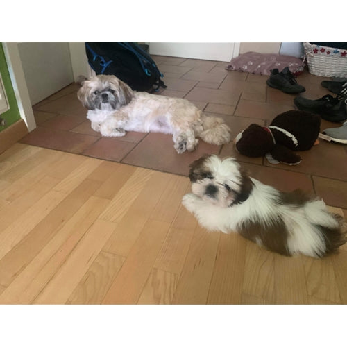 Mr.Pet spletna trgovina