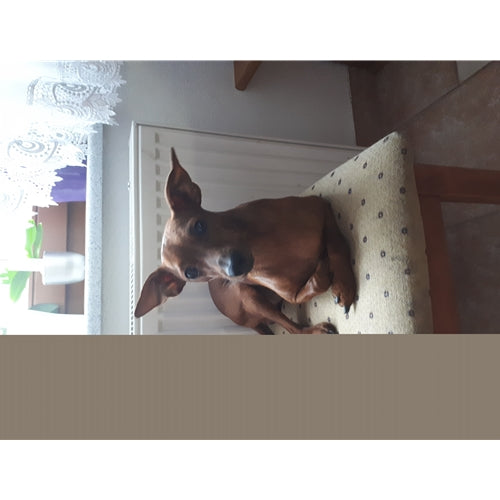 Mr.Pet spletna trgovina