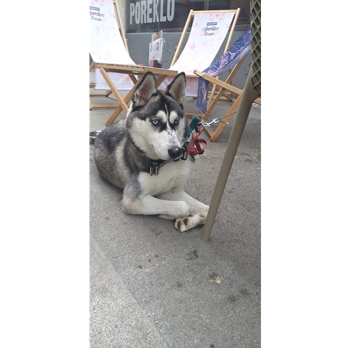 Mr.Pet spletna trgovina