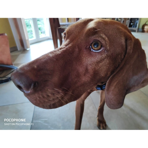 Mr.Pet spletna trgovina